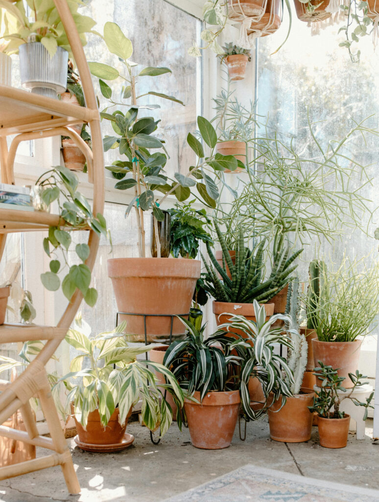 A brightly lit plant filled room showing various types of green foliage plants.
