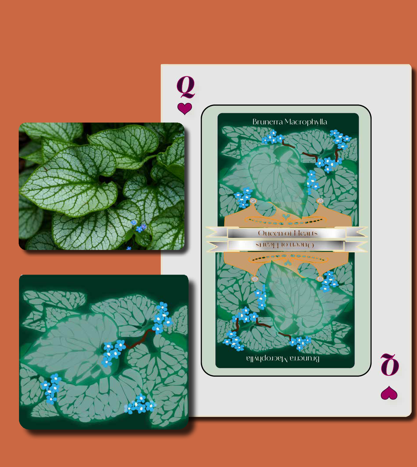 Playing card design of "Queen of hearts" plant showing photograph and image tracing of the plant image. Playing card design of "Queen of hearts" plant showing photograph and image tracing of the plant image.